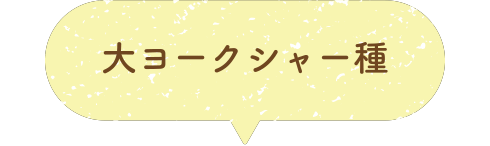 大ヨークシャー種