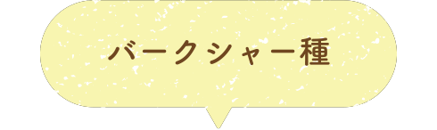 バークシャー種