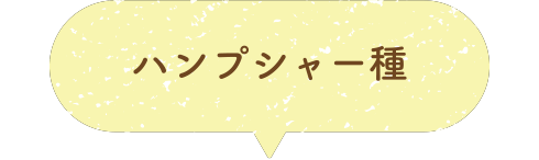 ハンプシャー種