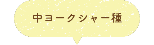 中ヨークシャー種